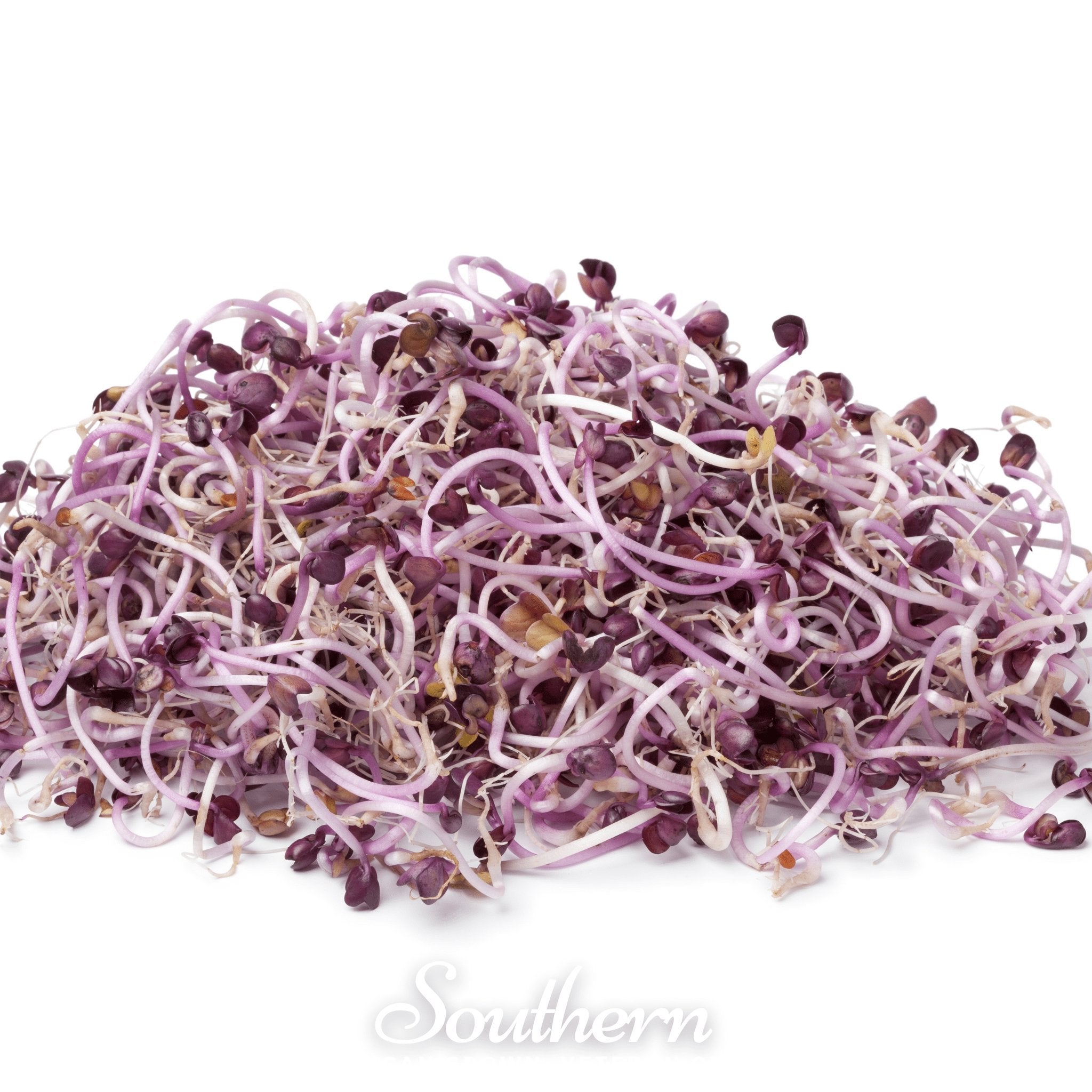 Sprout, Rambo Purple (Medicago sativa subsp sativa) - 100 Seeds | Seed Therapy – Heirloom Garden Seeds