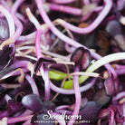 Sprout, Rambo Purple (Medicago sativa subsp sativa) - 100 Seeds | Seed Therapy – Heirloom Garden Seeds