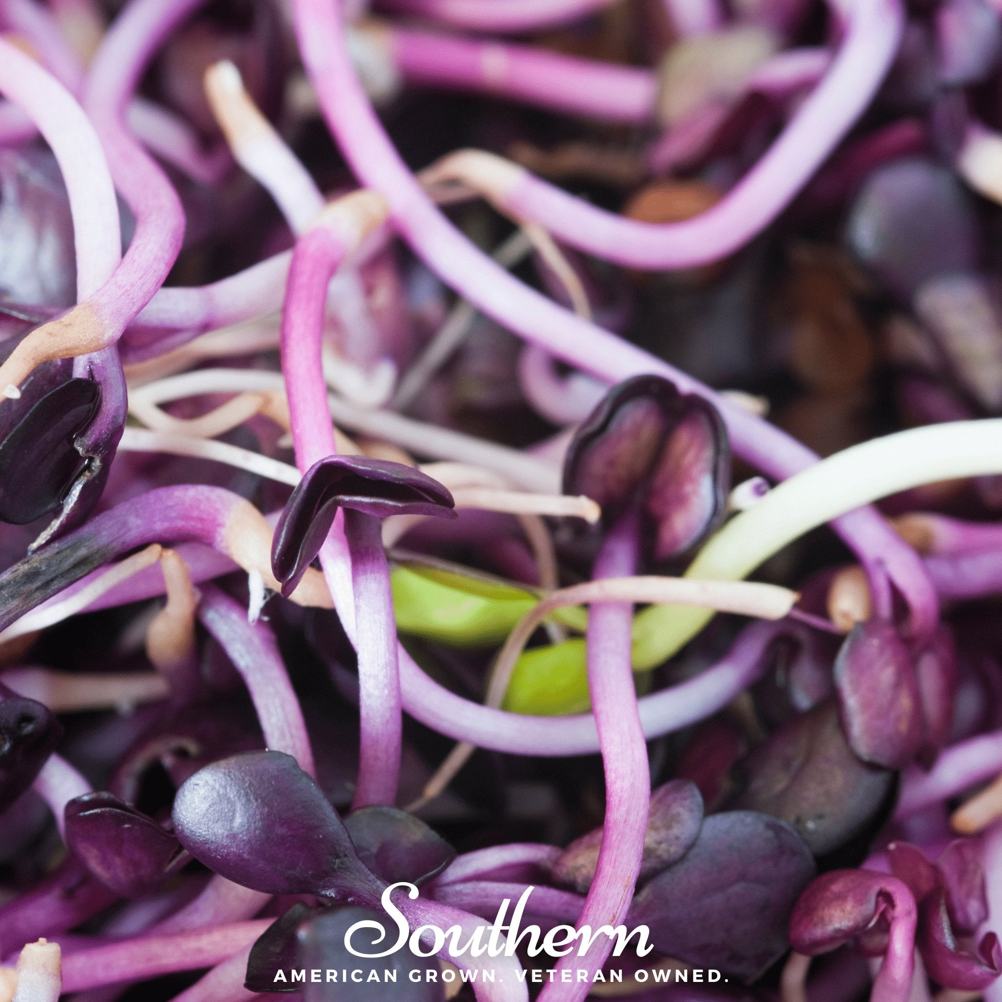 Sprout, Rambo Purple (Medicago sativa subsp sativa) - 100 Seeds | Seed Therapy – Heirloom Garden Seeds