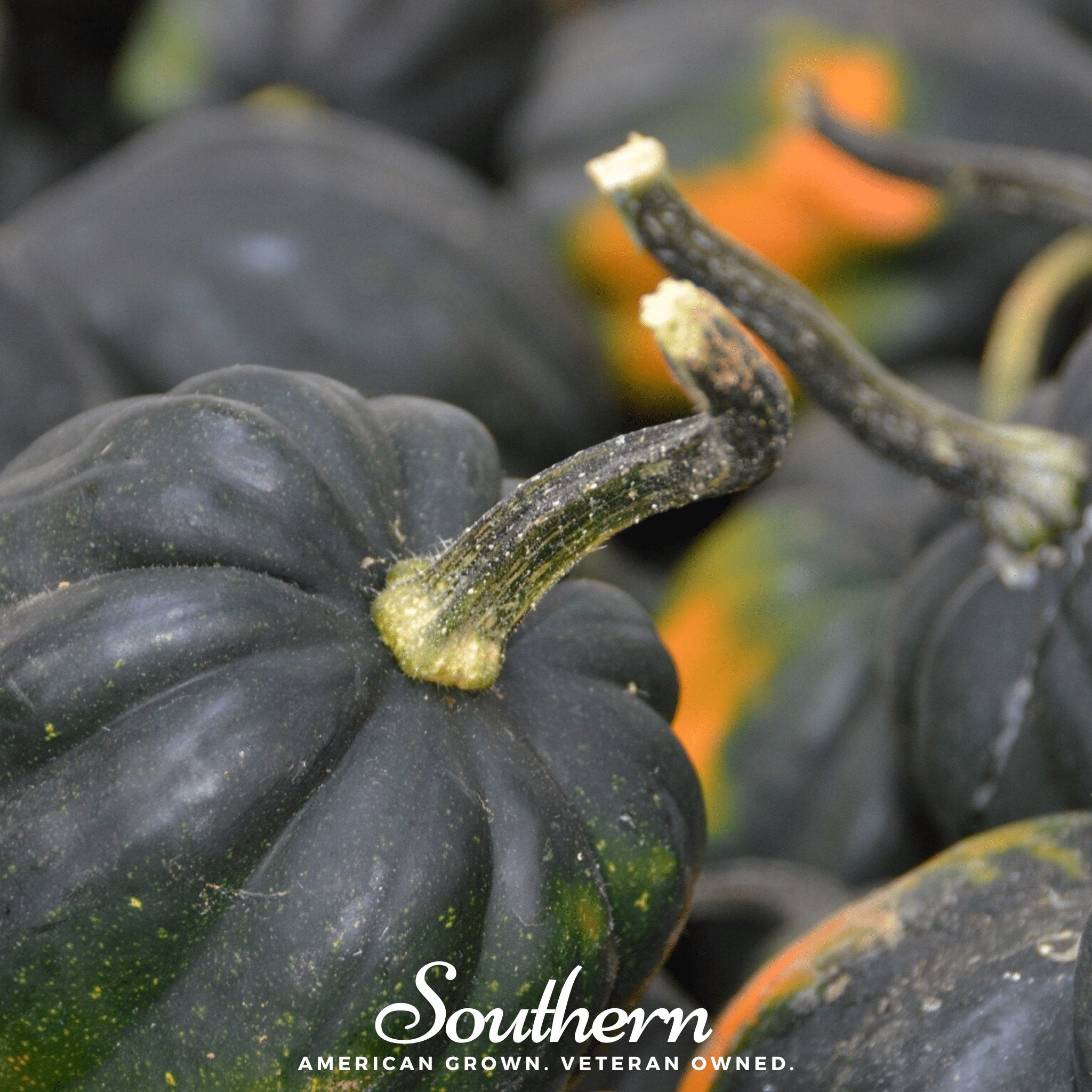 Squash, Winter, Table King Acorn (Cucurbita pepo) - 20 Seeds | Seed Therapy – Heirloom Garden Seeds