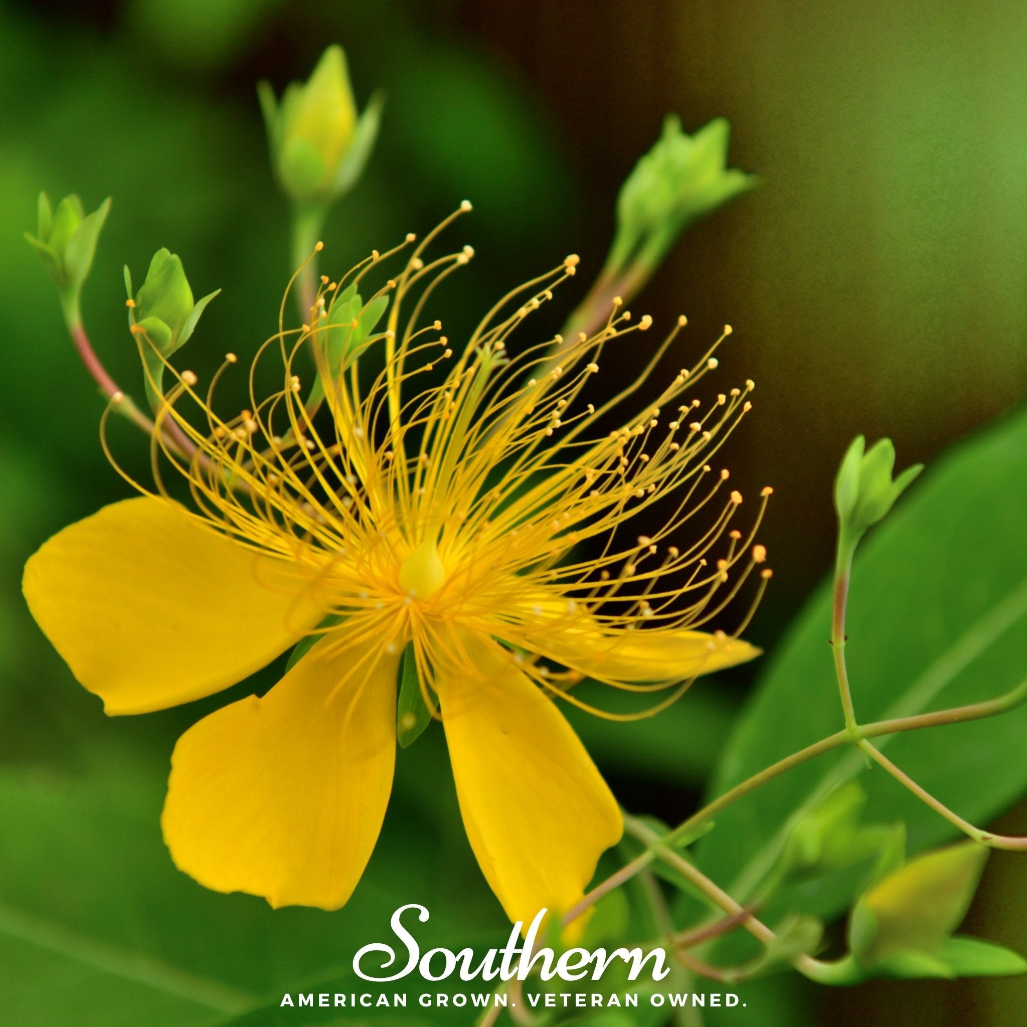 st john's wort plant seeds Greater St. John’s Wort – 100 Seeds