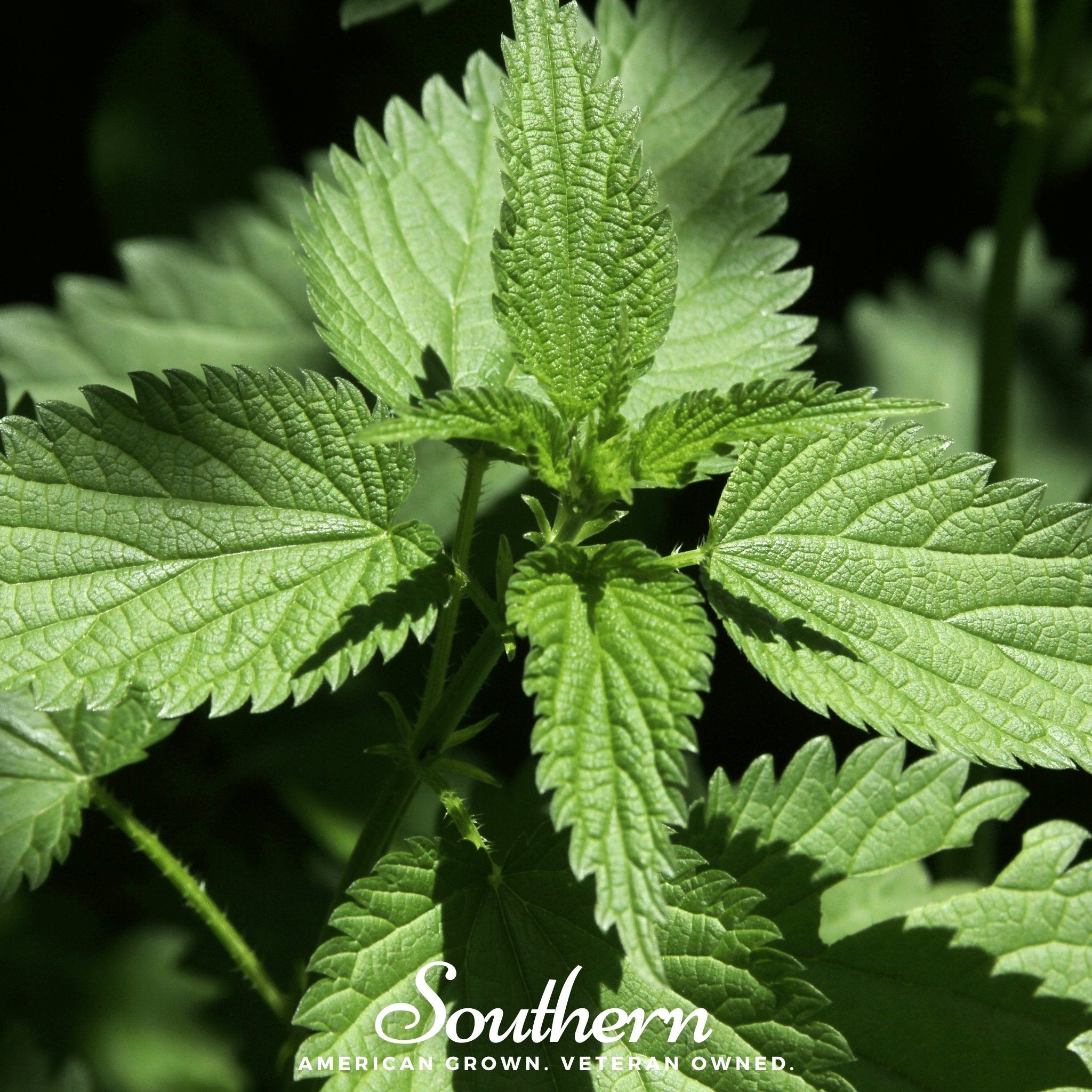 nettle plant seeds Stinging Nettle – 100 Seeds