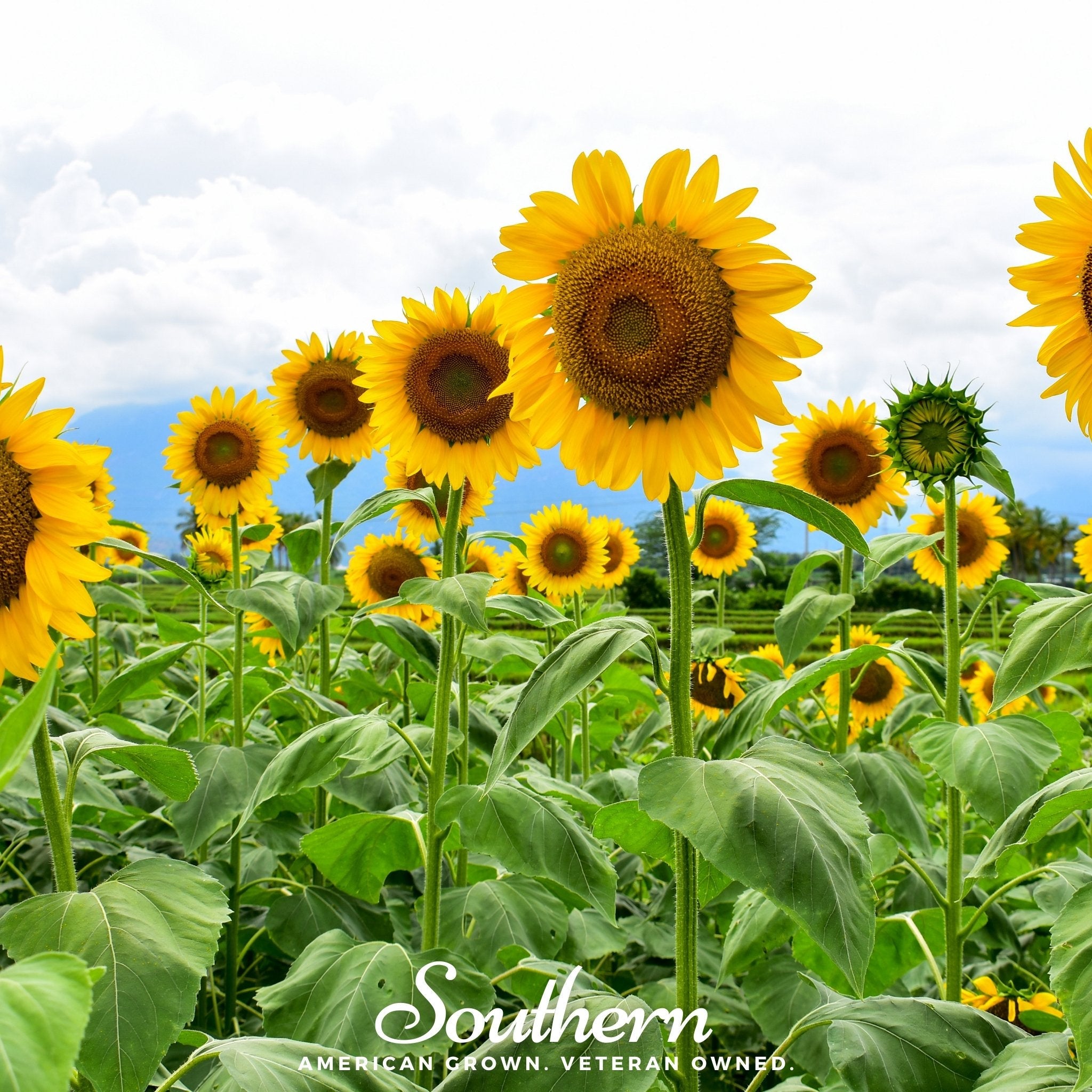 grey striped sunflower seeds for planting Mammoth Grey Stripe Sunflower – 25 Seeds