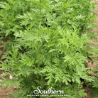 Sweet Annie (Artemisia annua) - 50 Seeds | Seed Therapy – Heirloom Garden Seeds