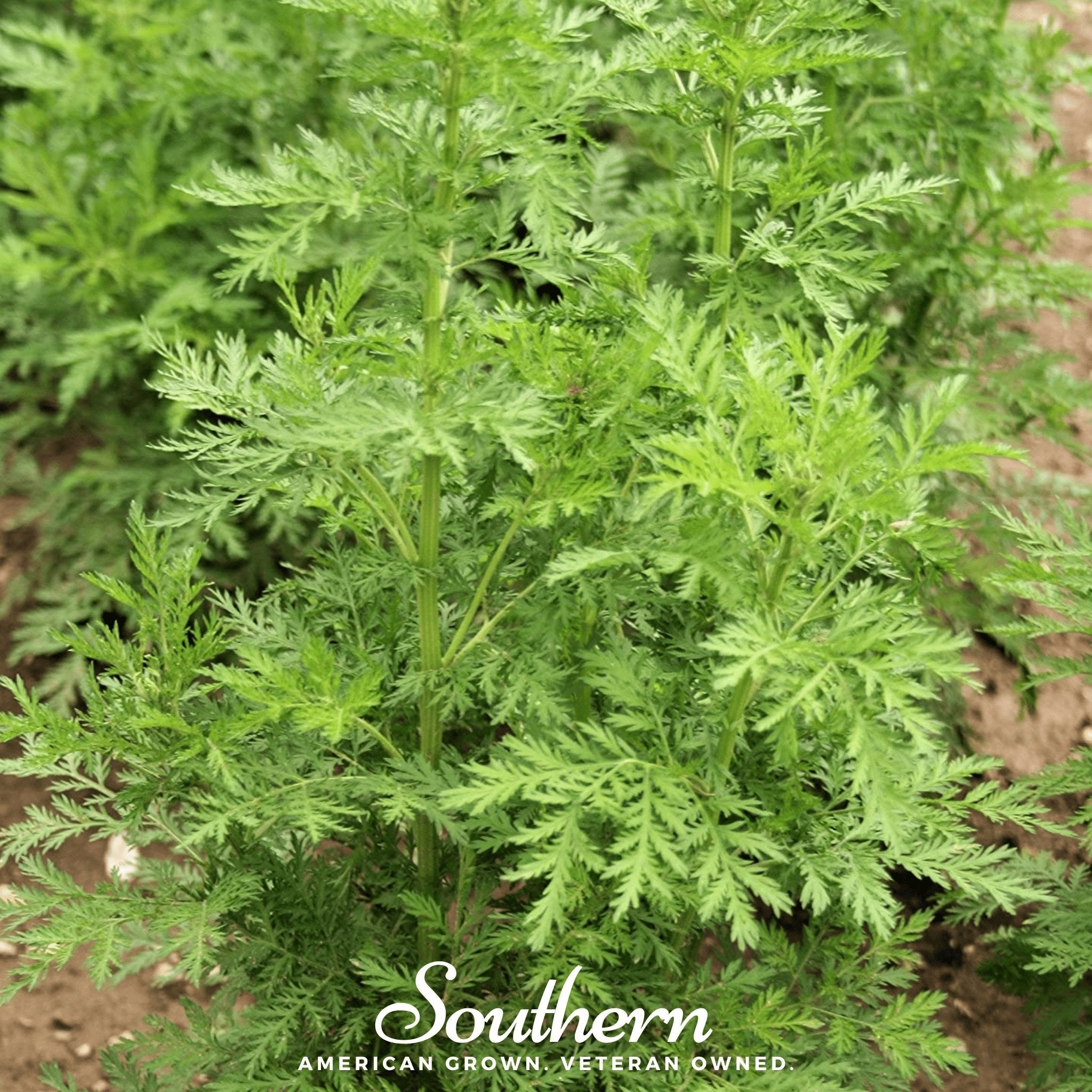 Sweet Annie (Artemisia annua) - 50 Seeds | Seed Therapy – Heirloom Garden Seeds
