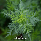 Sweet Annie (Artemisia annua) - 50 Seeds | Seed Therapy – Heirloom Garden Seeds