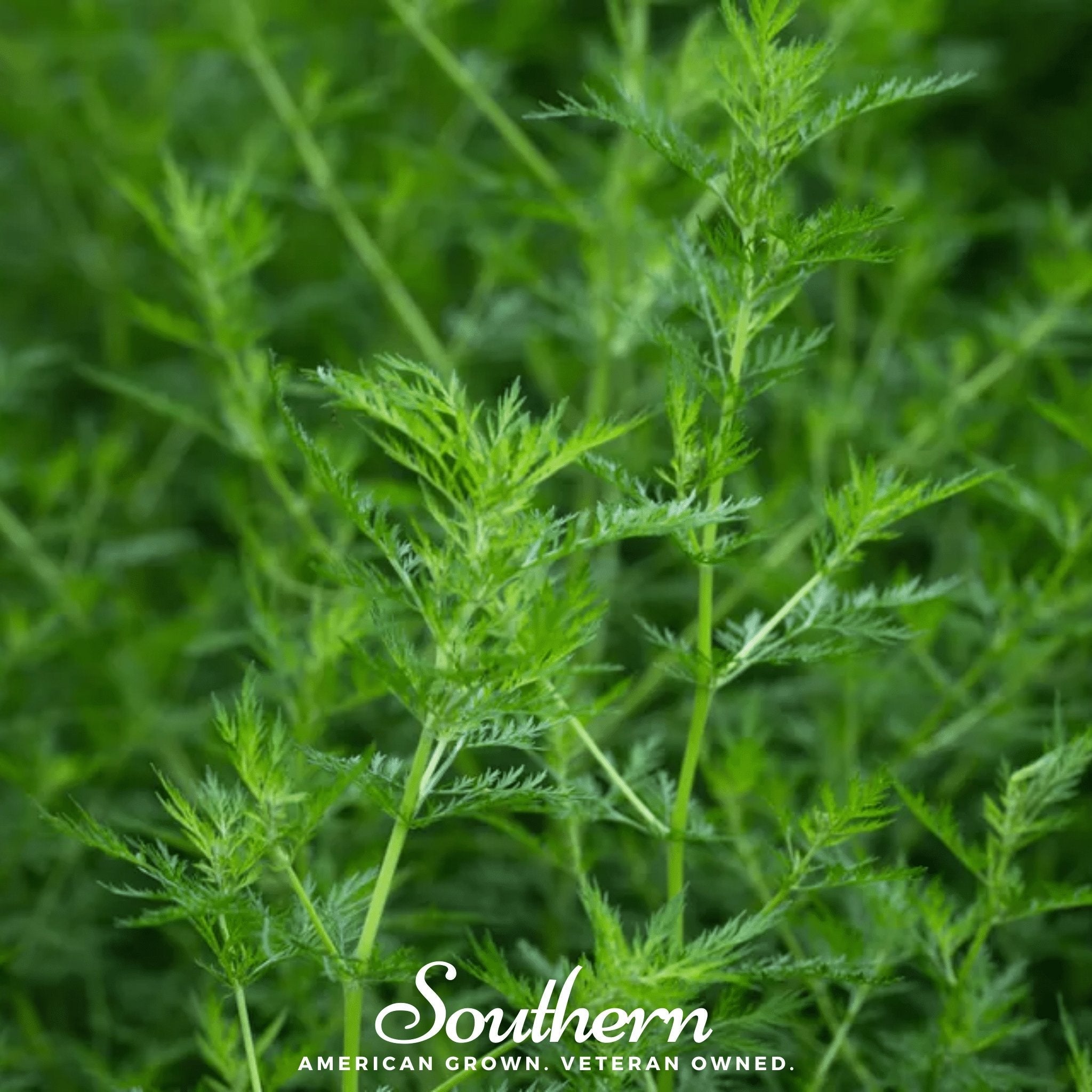 Sweet Annie (Artemisia annua) - 50 Seeds | Seed Therapy – Heirloom Garden Seeds