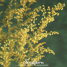 Sweet Annie (Artemisia annua) - 50 Seeds | Seed Therapy – Heirloom Garden Seeds