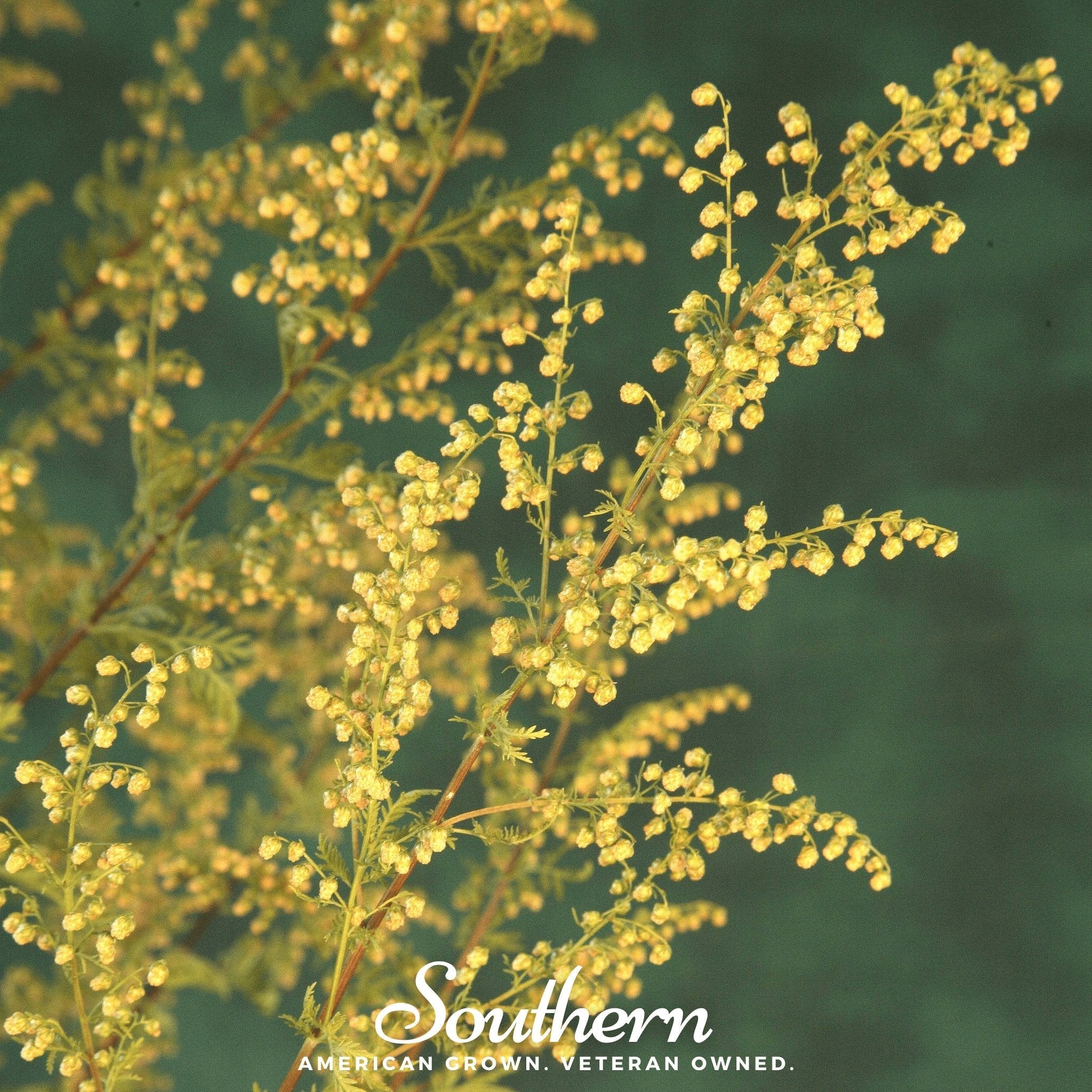 Sweet Annie (Artemisia annua) - 50 Seeds | Seed Therapy – Heirloom Garden Seeds