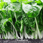Swiss Chard, Fordhook Giant (Beta vulgaris subsp. circla) - 100 Seeds | Seed Therapy – Heirloom Garden Seeds