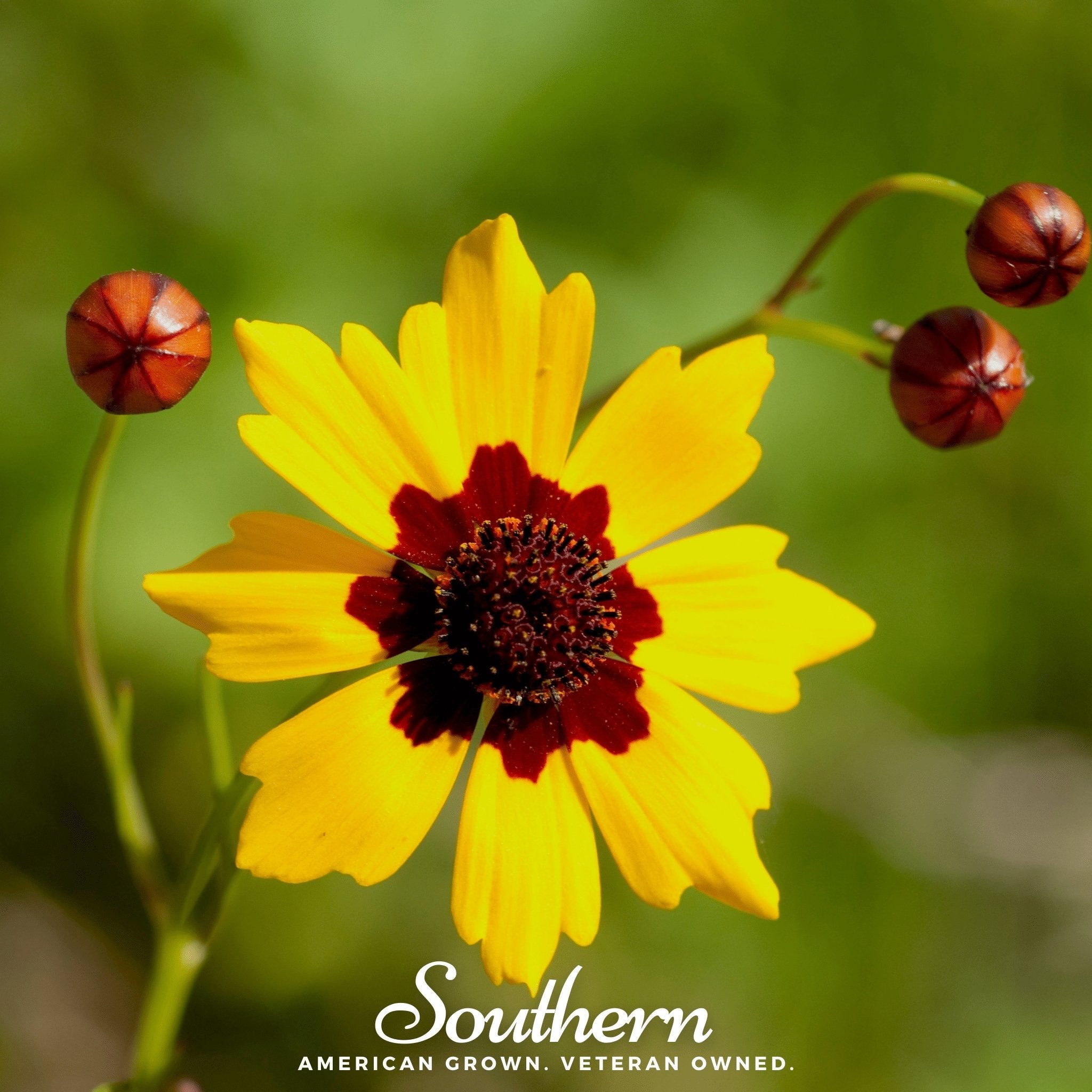 Tickseed, Golden Wave (Coreopsis basalis) - 100 Seeds | Seed Therapy – Heirloom Garden Seeds