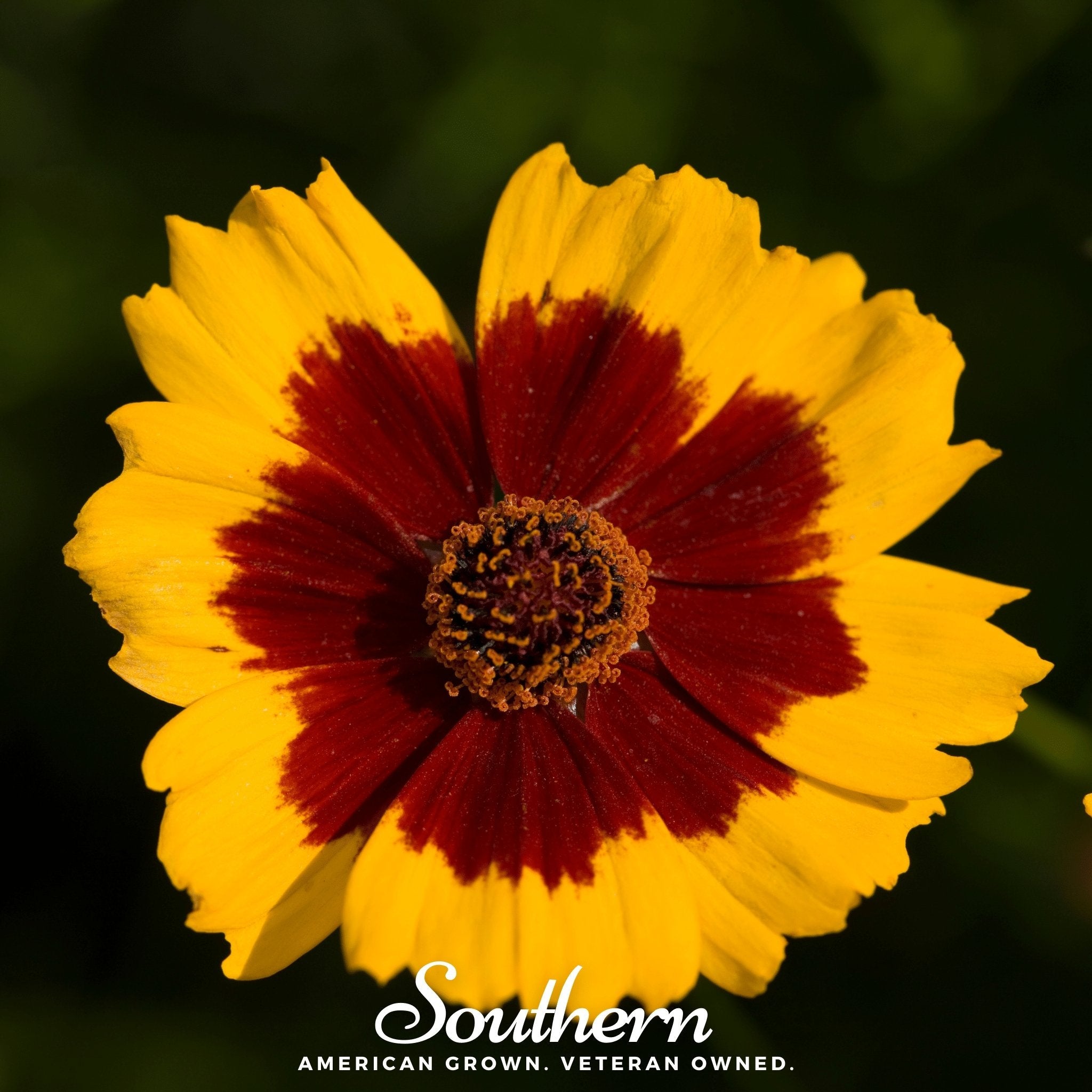 Tickseed, Golden Wave (Coreopsis basalis) - 100 Seeds | Seed Therapy – Heirloom Garden Seeds