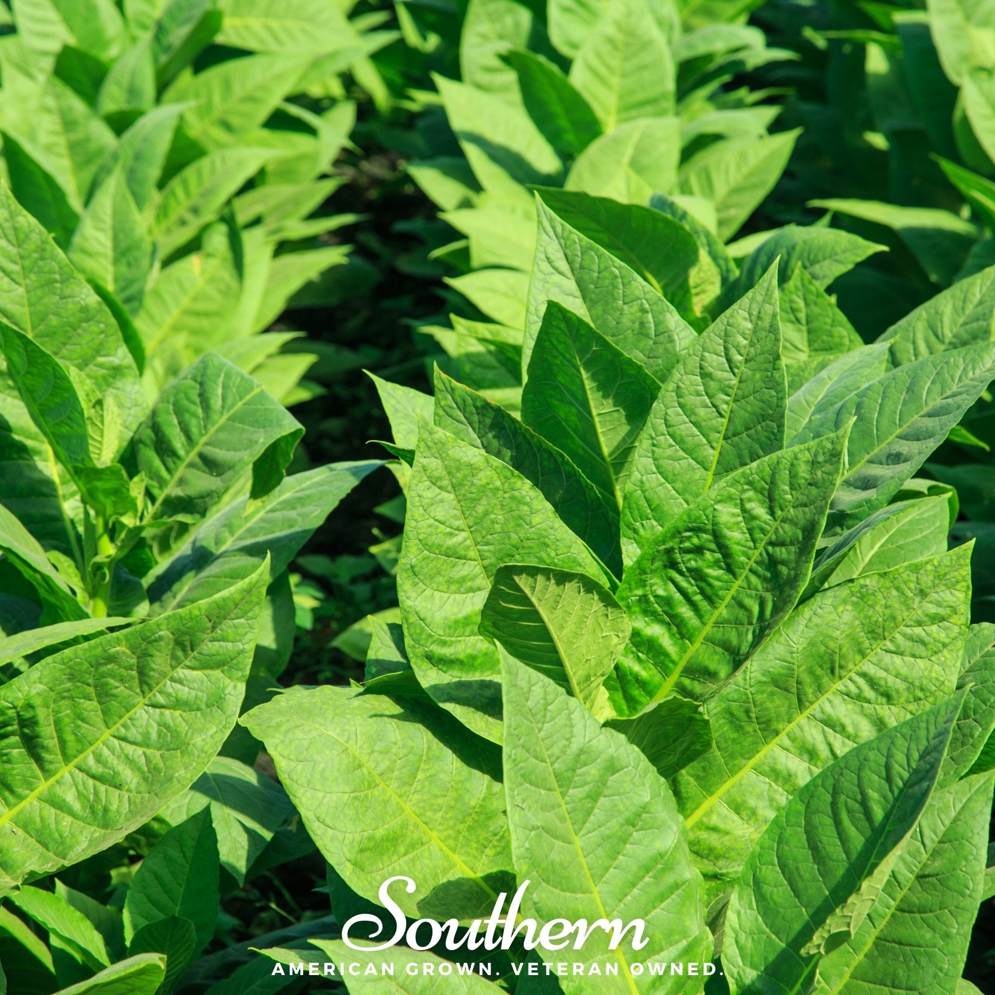 virginia gold tobacco plant Tobacco, Virginia Gold (Nicotiana tabacum) - 500 Seeds virginia gold tobacco plant Tobacco, Virginia Gold (Nicotiana tabacum) - 500 Seeds