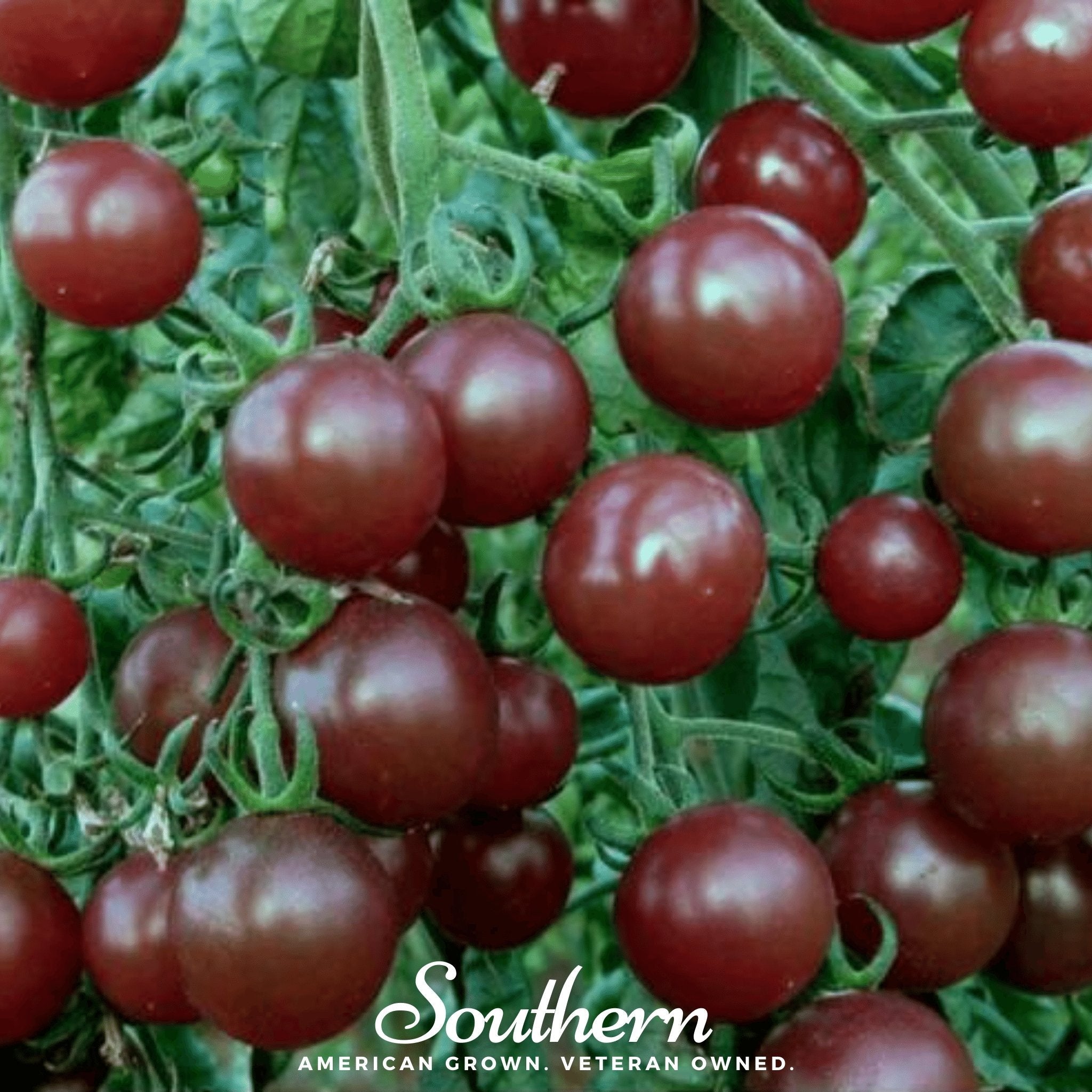 Tomato, Chocolate Cherry (Lycopersicon esculentum) - 25 Seeds