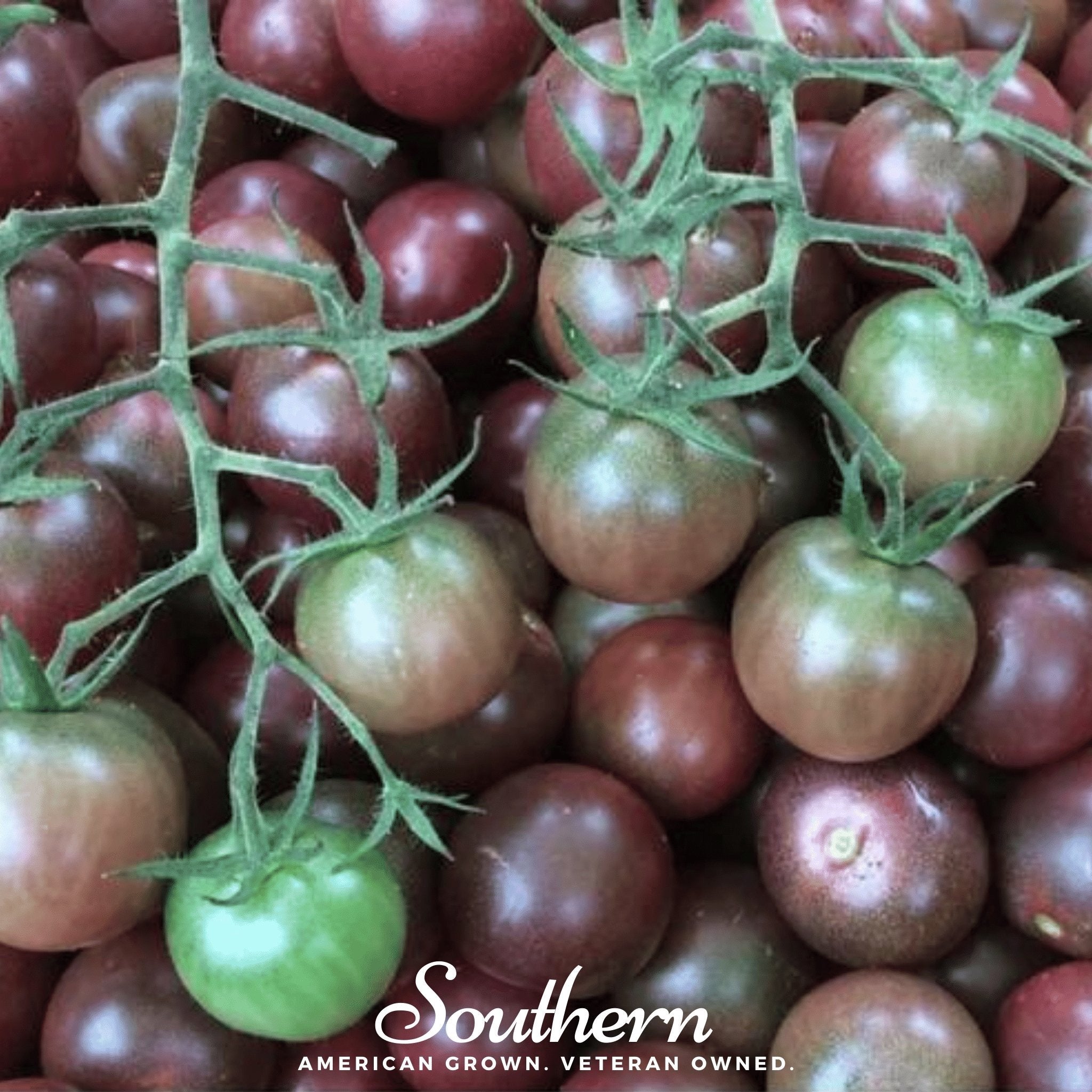 Seed Therapy Chocolate Cherry Tomato Seeds