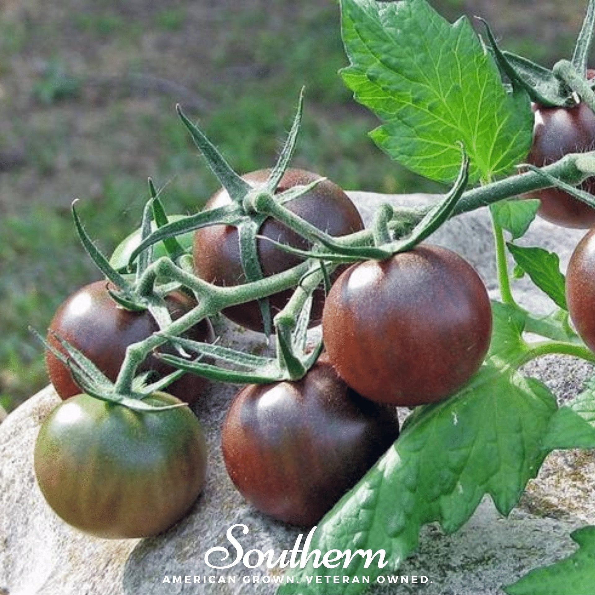 plant cherry tomato seeds Tomato, Chocolate Cherry (Lycopersicon esculentum) - 25 Seeds