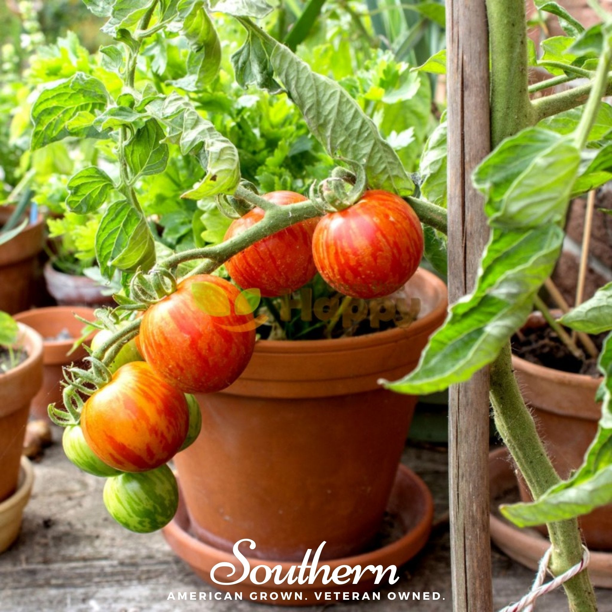 tiger lily tomatoes Tomato, Tigerella (Solanum lycopersicum) - 50 Seeds