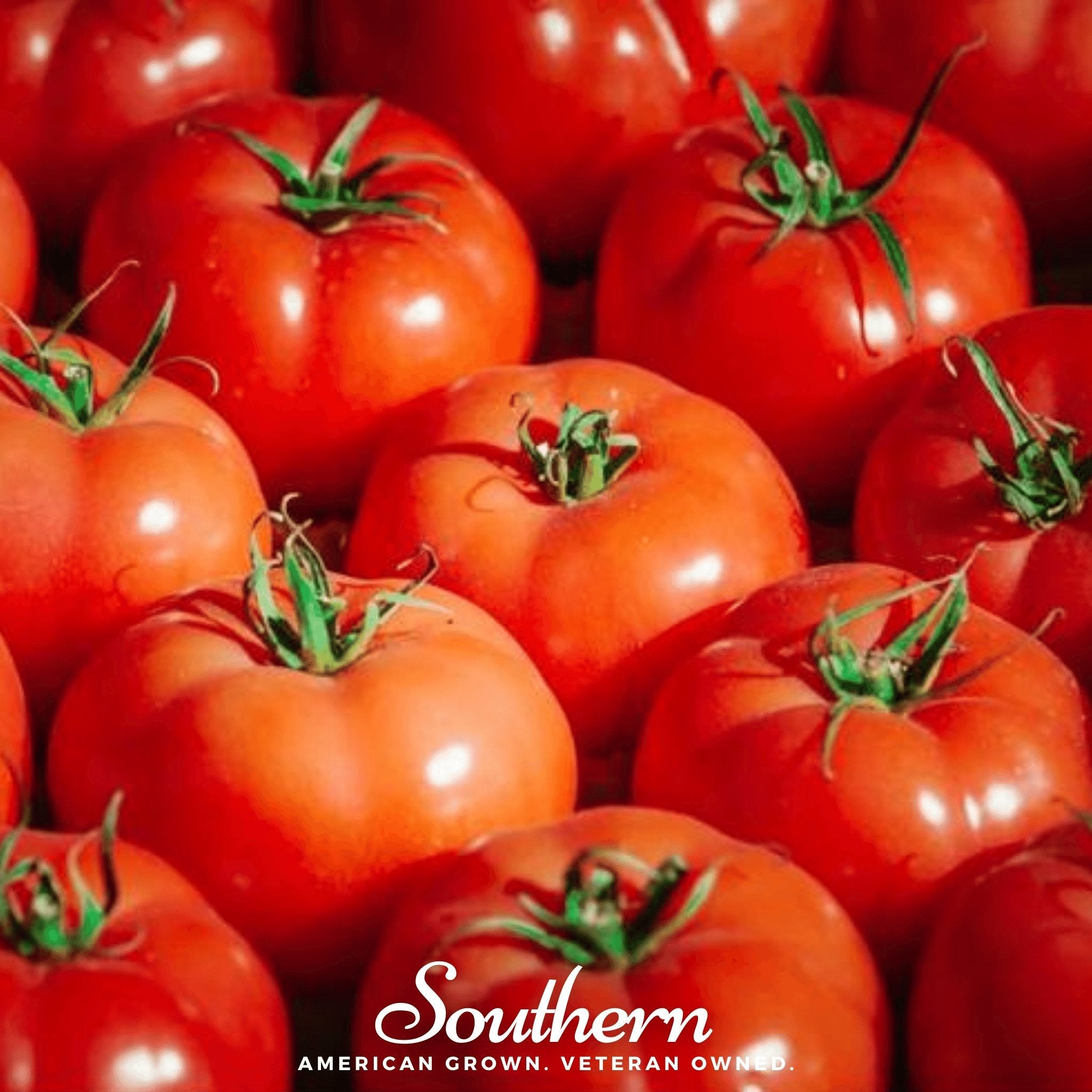 tomato プロフ必読！ PROVENTURA RZ F1 (72-CH0363) - Tomato | Rijk Zwaan