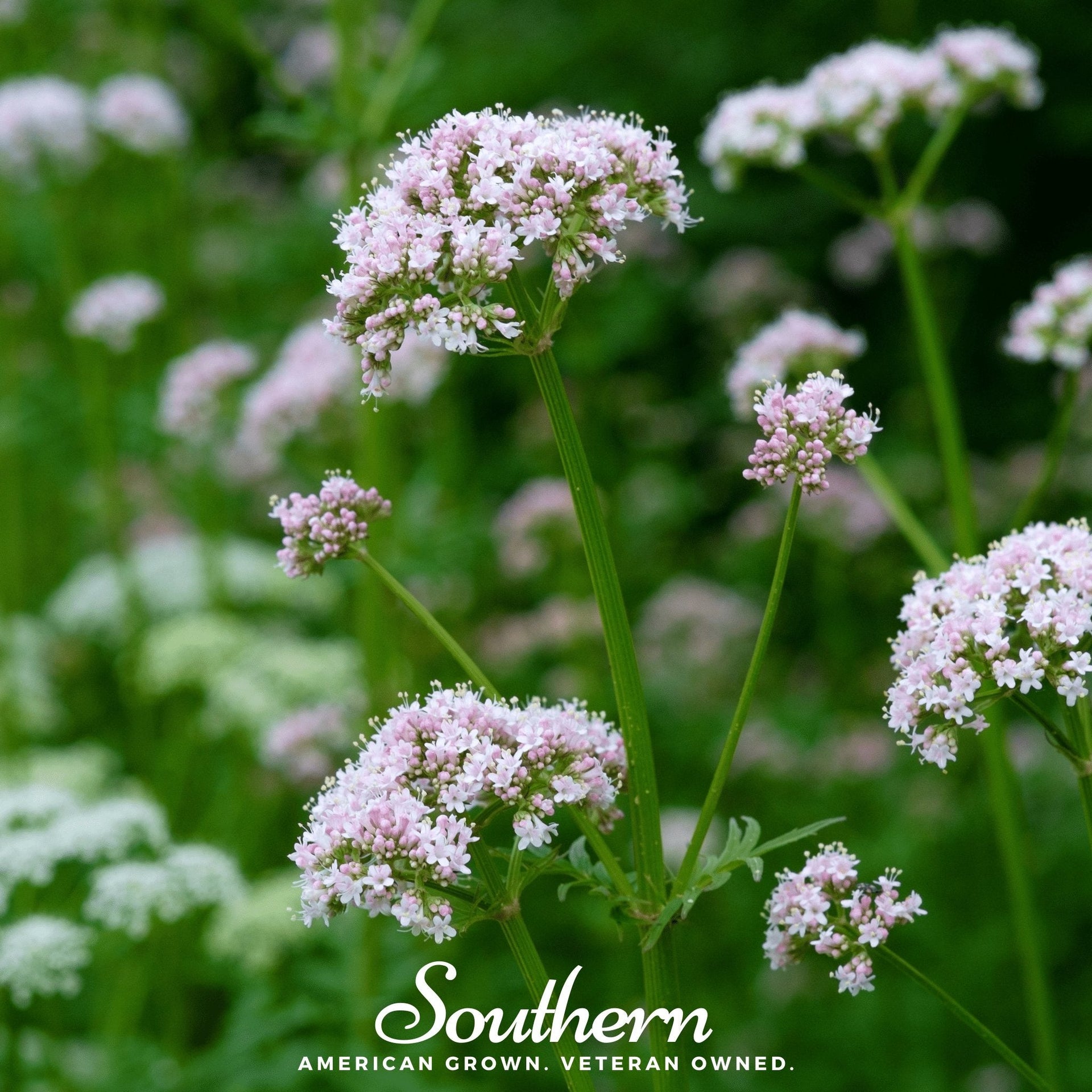 planting valerian seeds Valerian – 100 Seeds