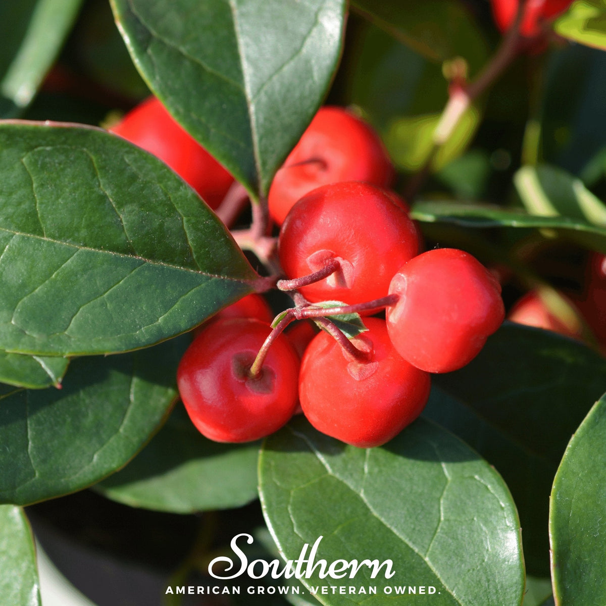 Wintergreen - Teaberry (Gaultheria procumbens) - 20 Seeds - Seed ...