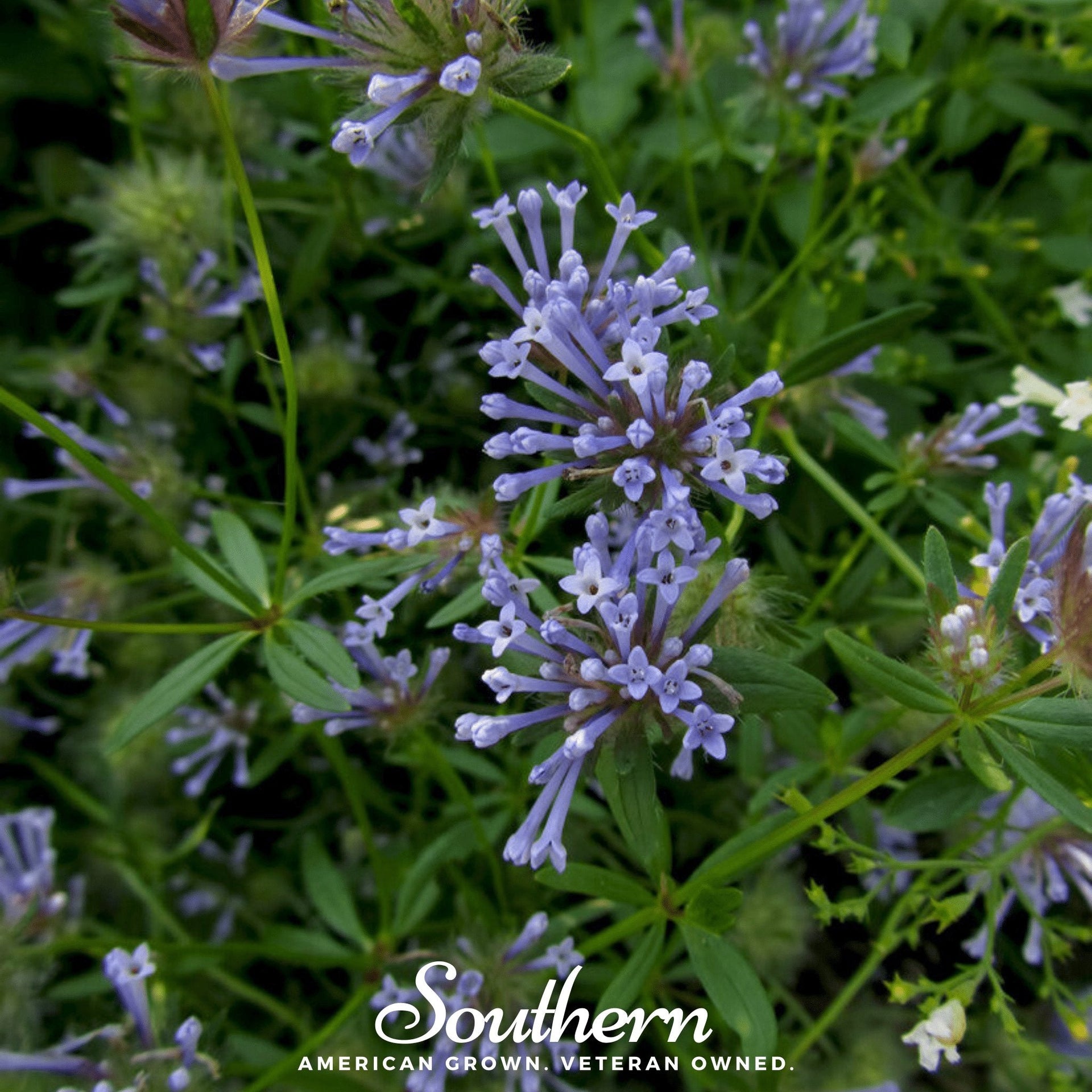 Woodruff, Blue (Asperula Orientalis) - 50 Seeds