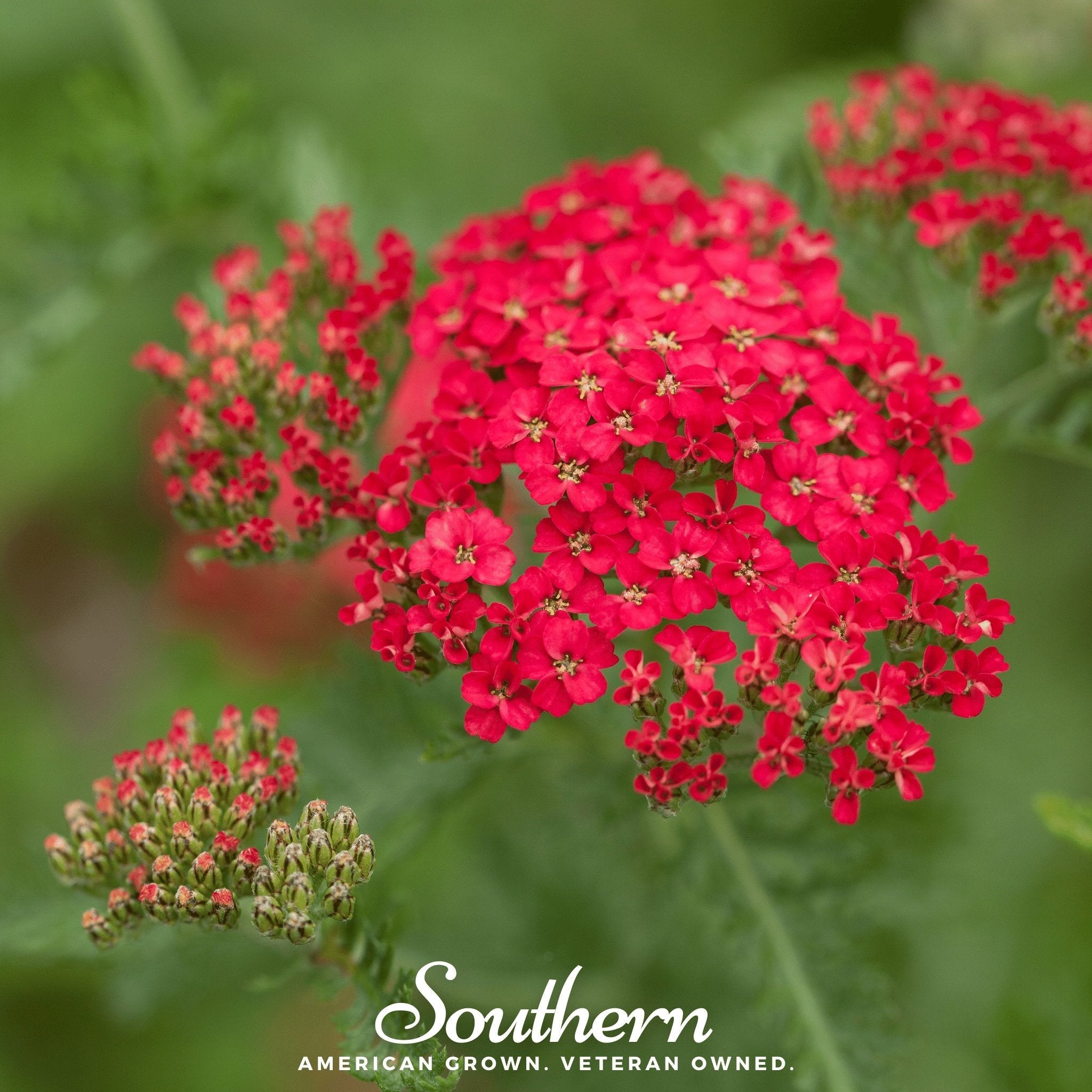 Yarrow, Red (Achillea millefolium rubra) - 100 Seeds